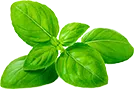 Basil